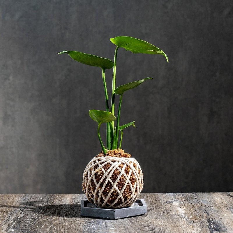 龟背芋苔球 苔球植物 苔玉 室内植物 办公室植物 交换礼物 - 植栽/盆栽 - 植物．花 