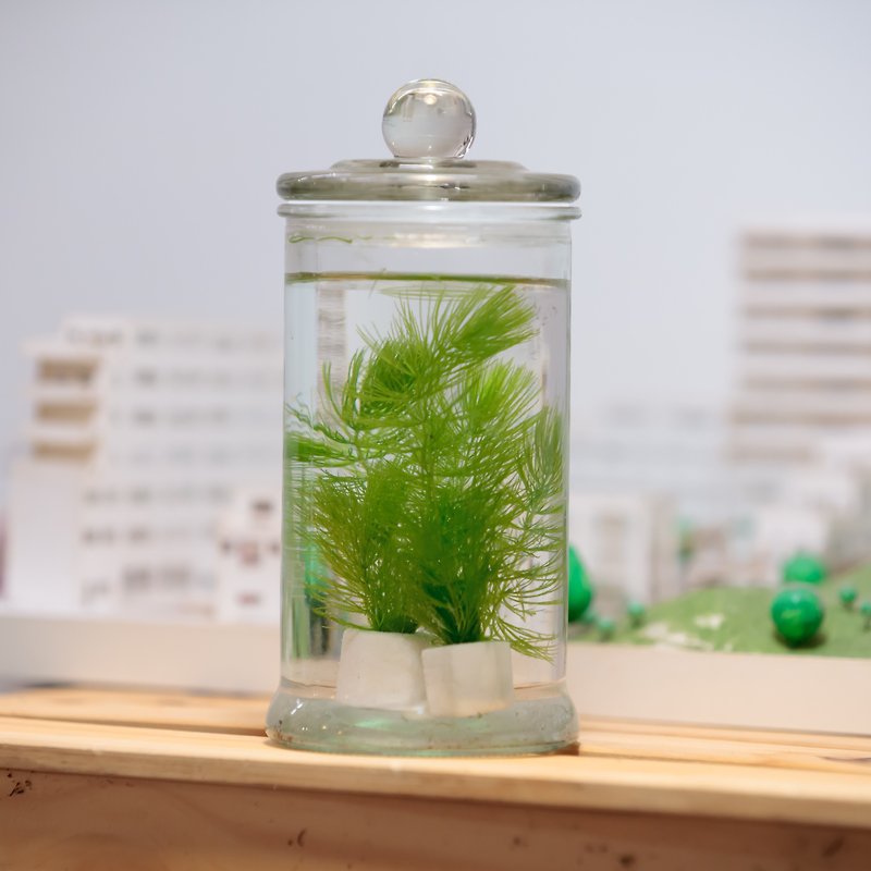 微景设计-中型玻璃罐水草 - 植栽/盆栽 - 玻璃 绿色