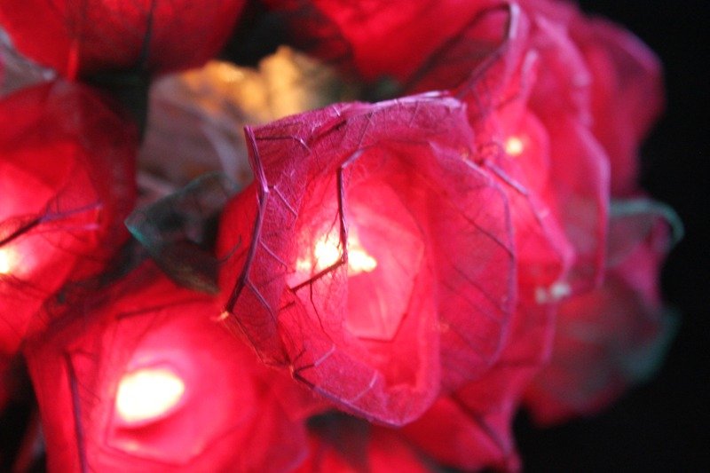 35 Romance Red Rose String lights for Patio,Wedding,Party and Decoration - 灯具/灯饰 - 其他材质 