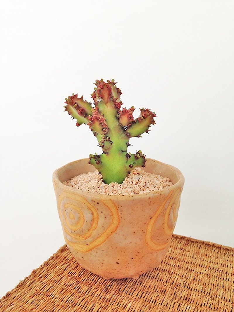 Small ceramic plant pot for cactus , handmade pottery , small pot - 植栽/盆栽 - 陶 咖啡色