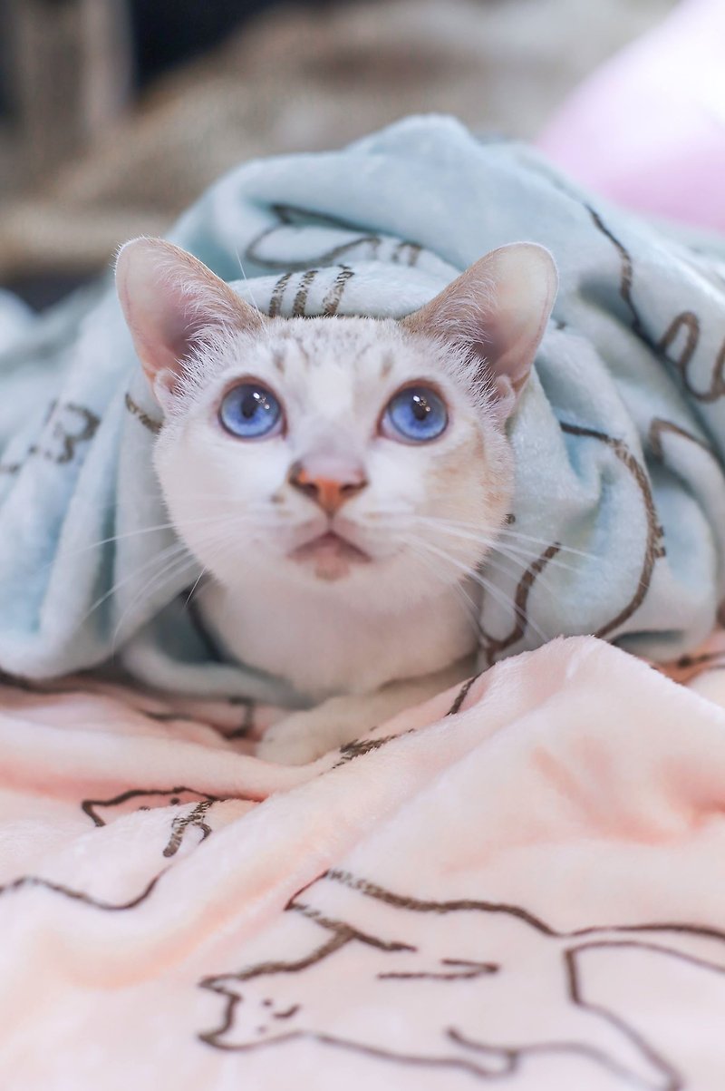 猫系列-法兰绒淡定猫冷气毯/宠物毯-共两色(两件入) - 被子/毛毯 - 棉．麻 多色