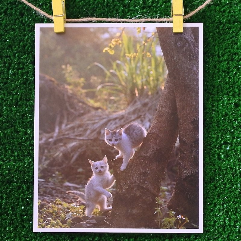 3猫小铺猫咪写真明信片(摄影:猫夫人) – 逆光之舞 - 卡片/明信片 - 纸 