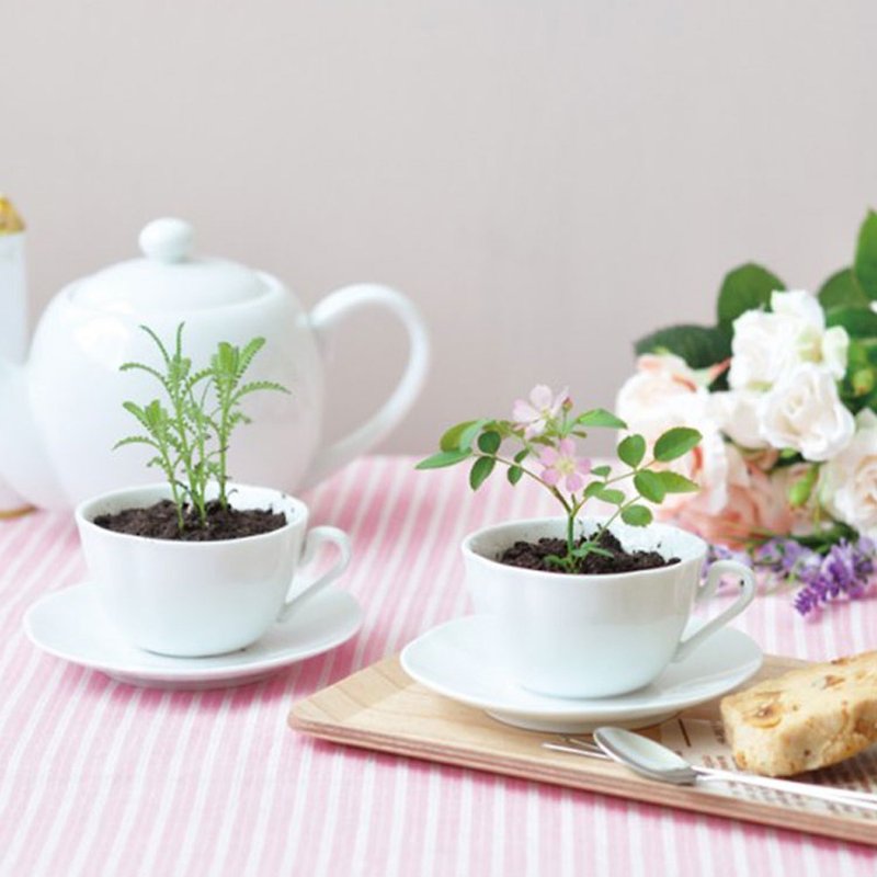 【福利品特卖】Tea cup Lavender 下午茶系列栽培盆器 / 薰衣草 - 植栽/盆栽 - 陶 紫色