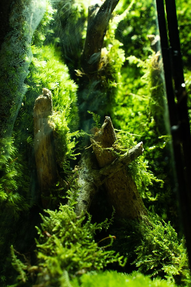 苔藓之灵生态瓶 植物 盆景 - 植栽/盆栽 - 植物．花 绿色