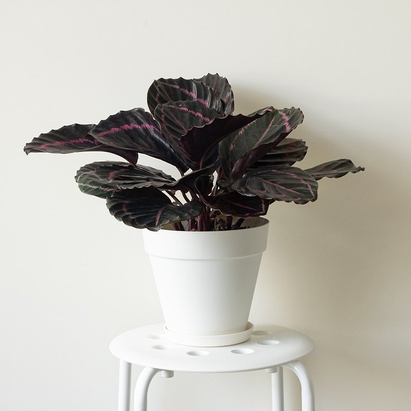 Dottie 黑玫瑰大型室内植栽_荷兰设计极简雾面盆 - 植栽/盆栽 - 植物．花 