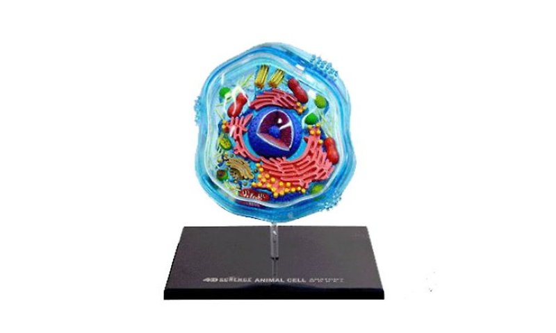 4D立体模型-动物细胞 - 玩偶/公仔 - 塑料 