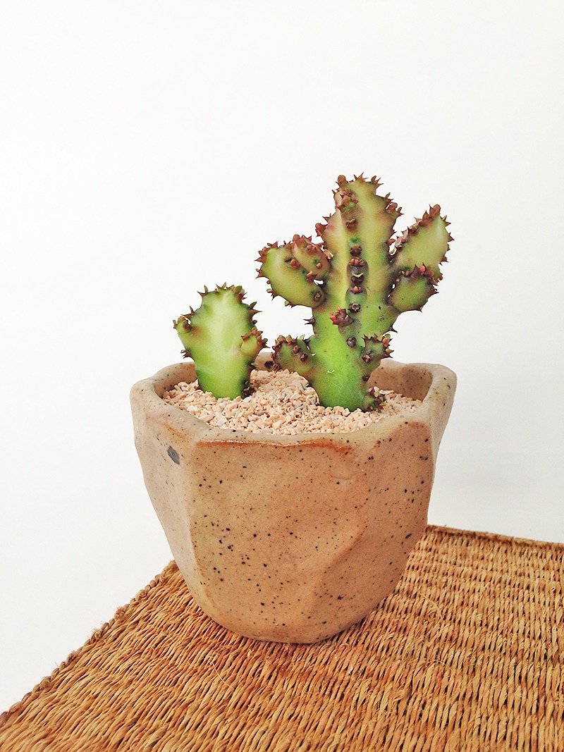 Small ceramic plant pot for cactus , handmade pottery , small pot - 植栽/盆栽 - 陶 咖啡色