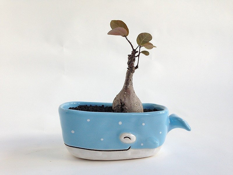 Little whale ceramic Plant Pots - 植栽/盆栽 - 陶 蓝色