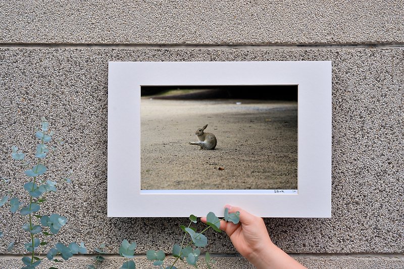 限量兔子摄影艺术原作 - 独舞 - 摆饰 - 纸 灰色