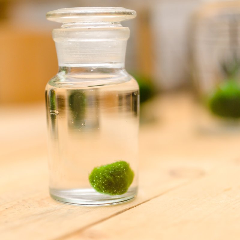 纯粹绿藻球（小） - 植栽/盆栽 - 玻璃 绿色