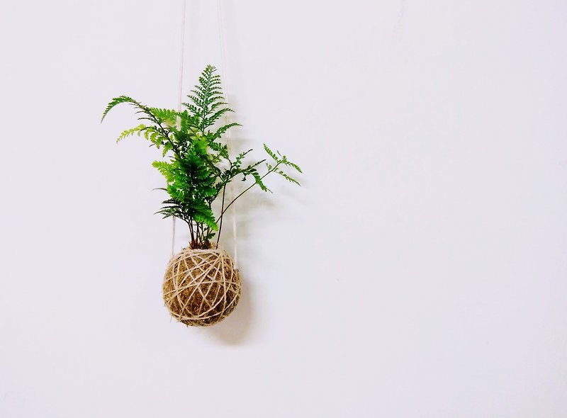 【苔球 - 壁挂】 - 植栽/盆栽 - 植物．花 绿色