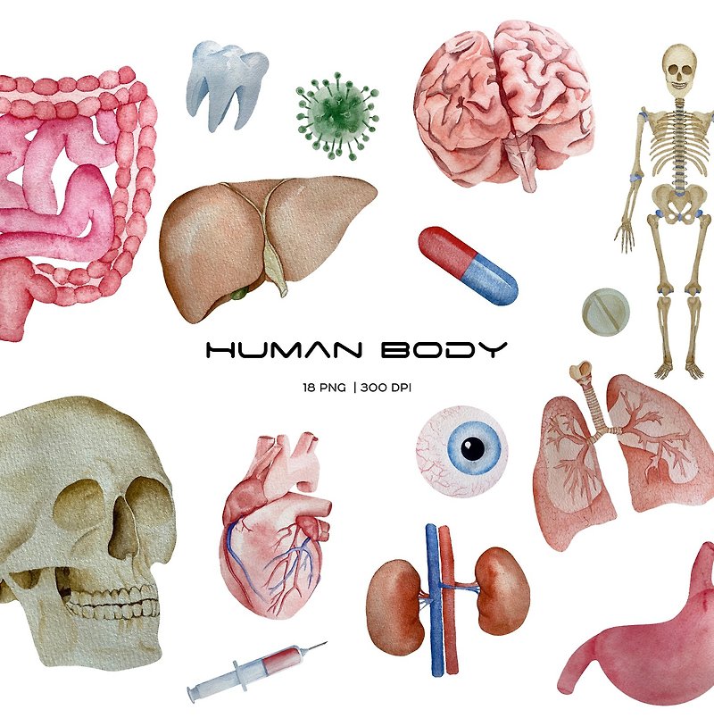 Watercolor human organs and anatomy clipart - 插画/绘画/写字 - 其他材质 多色
