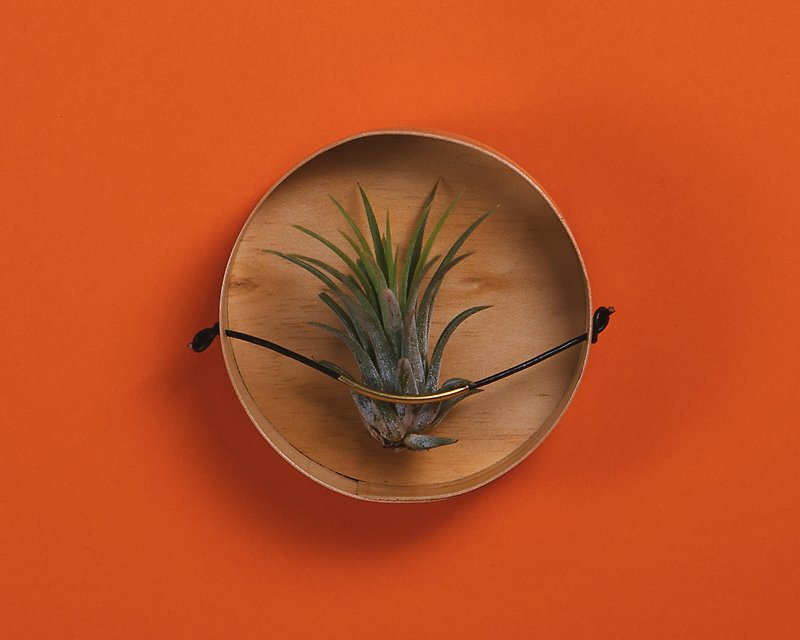 AIR PLANT HOLDER CUP- 磁吸植物盆器盒 - 木色 4入1组 - 花瓶/陶器 - 木头 咖啡色
