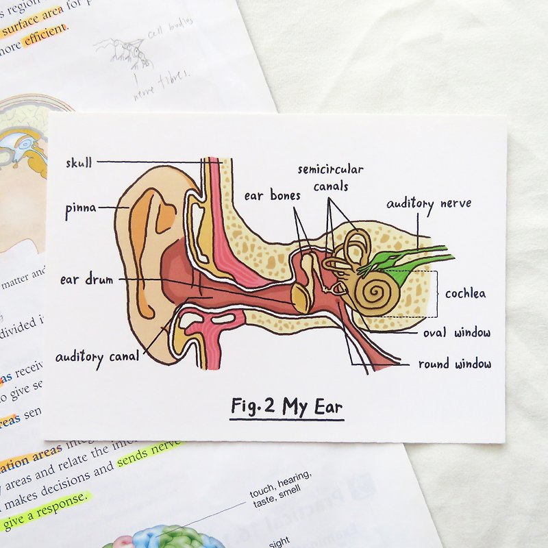 请细心聆听 / 生物学耳朵明信片 器官解剖图 - 卡片/明信片 - 纸 