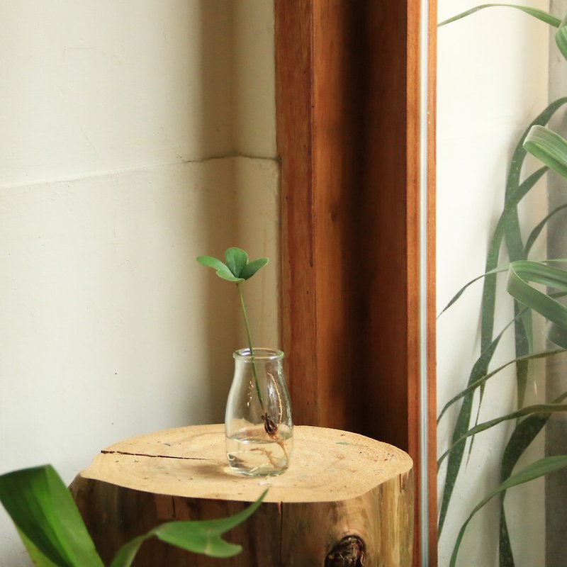 水耕植物－幸运木 玻璃器 牛奶瓶 室内观叶 植物 - 植栽/盆栽 - 植物．花 