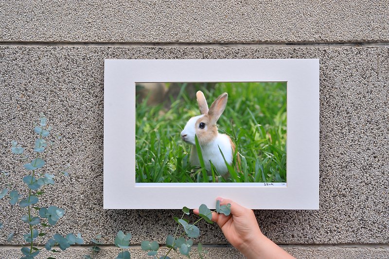 限量兔子摄影艺术原作 - 漾 - 摆饰 - 纸 绿色