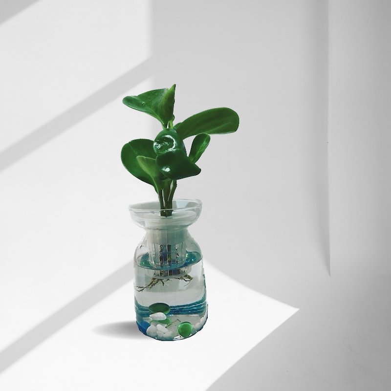 现货 蕨美植栽 室内办公室必备-圆叶椒草(发财树)+质感瓶组 - 植栽/盆栽 - 植物．花 