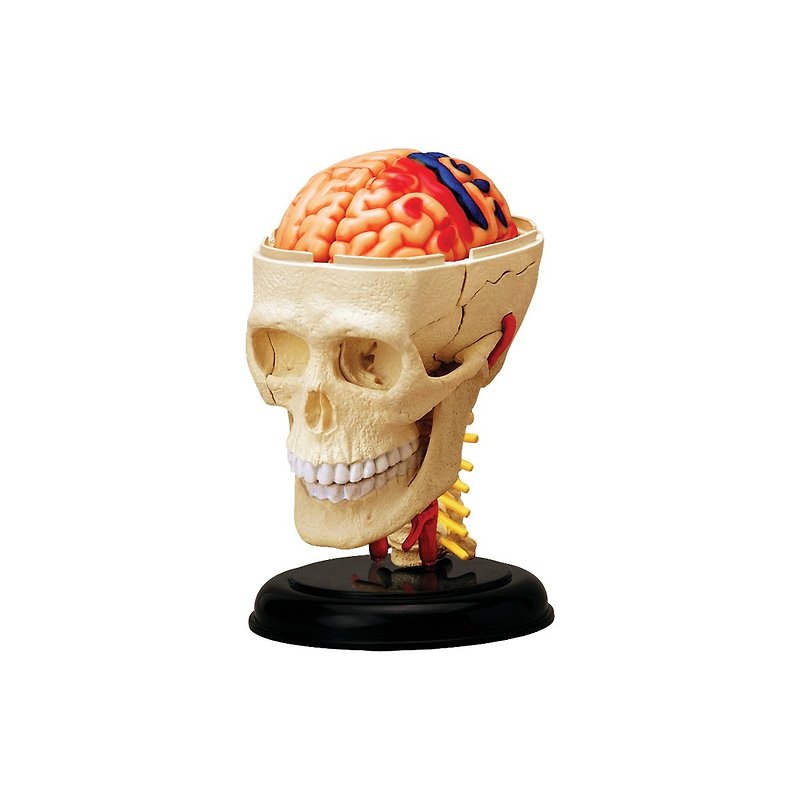 4D脑神经头骨解剖模型 - 玩偶/公仔 - 塑料 