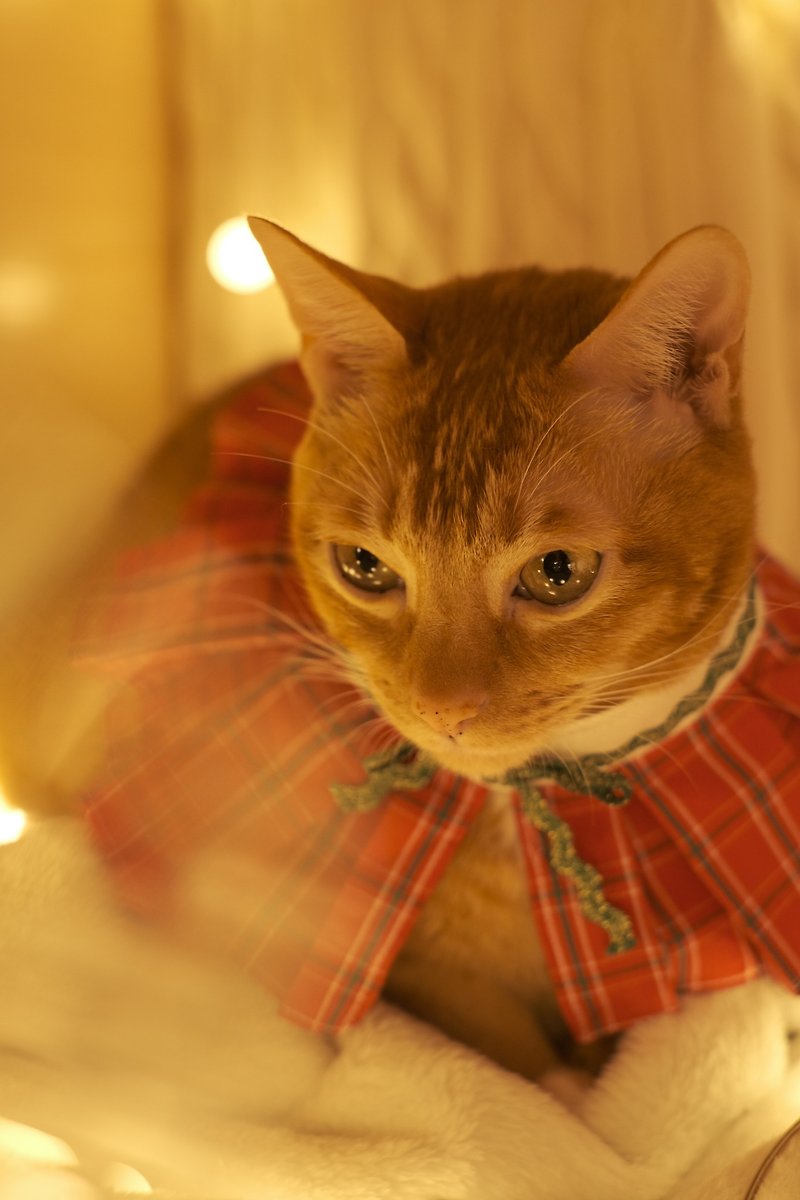 /圣诞限定/ 宠物礼服订制 百折小披风 红色格子 xmas bouffancy - 衣/帽 - 棉．麻 红色