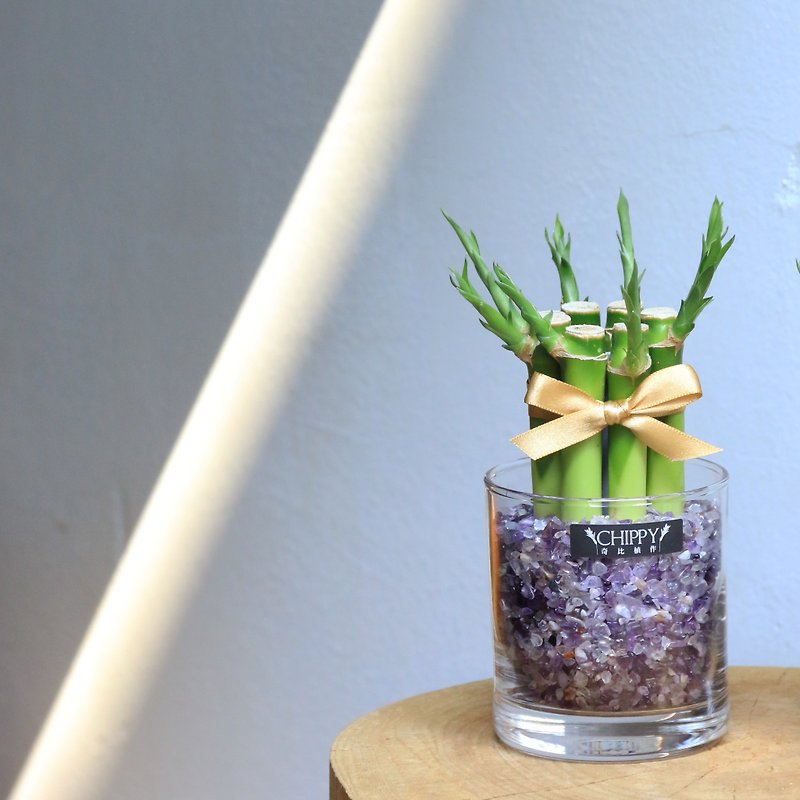 【好运系列】桌上开运竹－给你智慧紫水晶 - 植栽/盆栽 - 植物．花 
