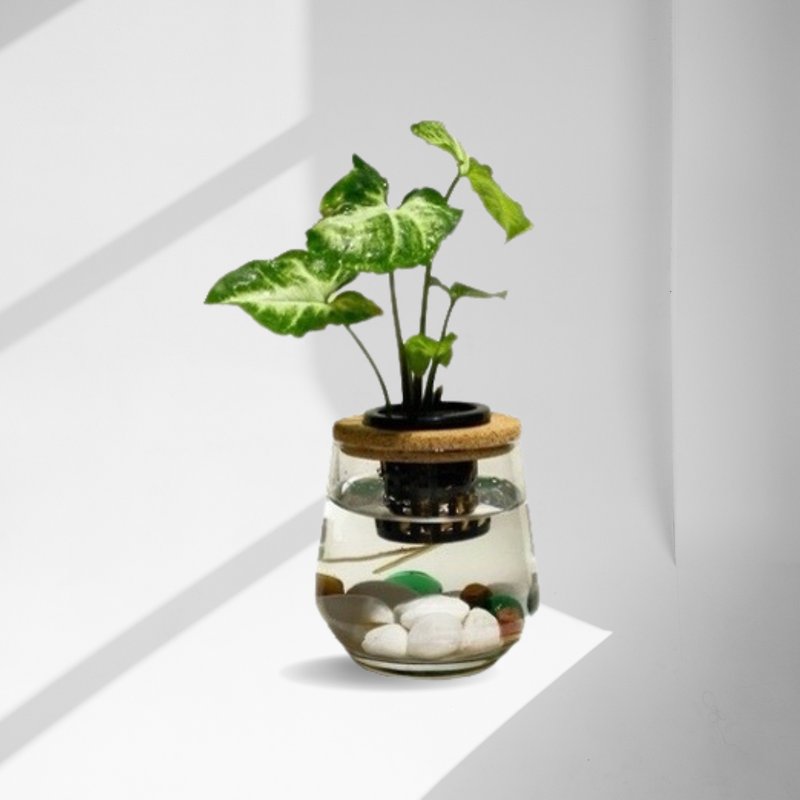 现货 蕨美植栽 室内网美办公室水耕植栽-合果芋+弧形透明玻璃瓶 - 植栽/盆栽 - 植物．花 