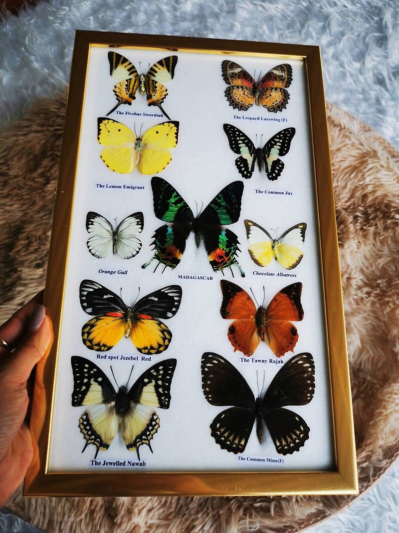 Real Mix 11 Butterfly Insect Taxidermy In Golden Frame Display Home Decor-Main M - 墙贴/壁贴 - 木头 