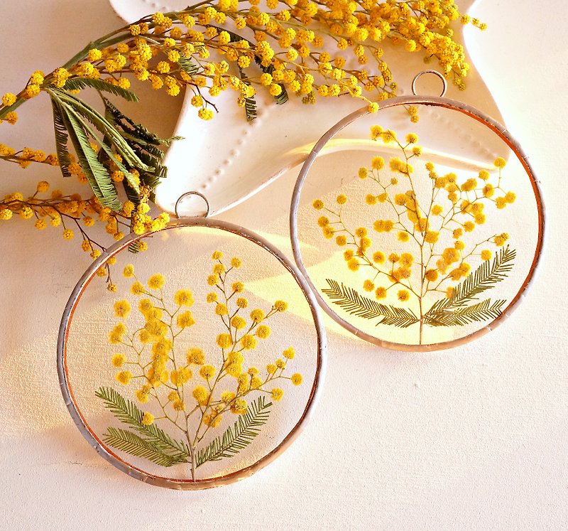含羞草 植物标本室 金合歡 乾燥花 黃色的花朵 - 干燥花/捧花 - 玻璃 黄色