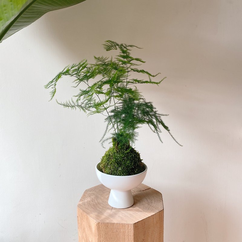 新版 文竹苔球植栽 含底下瓷盆 - 植栽/盆栽 - 植物．花 绿色