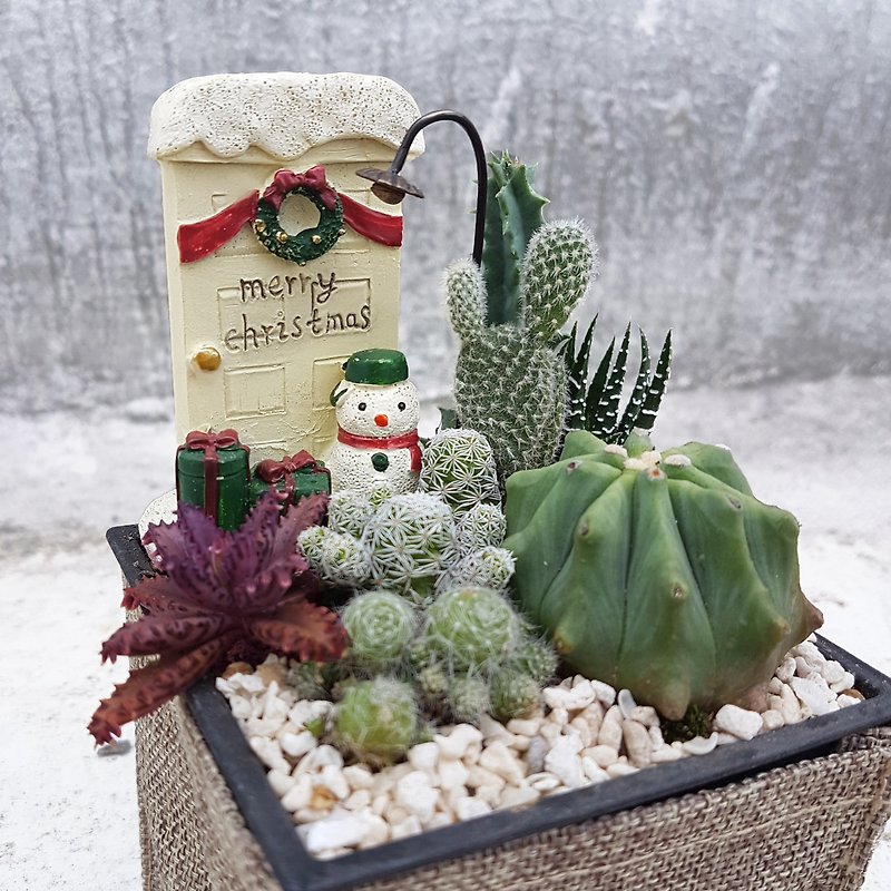 圣诞雪人简约好礼 仙人掌与多肉组盆 (Christmas snowman ) - 植栽/盆栽 - 防水材质 