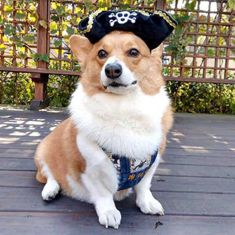 宠物玩具 狗狗帽子 派头小子 海盗船长帽 啾啾声 - 衣/帽 - 环保材料 