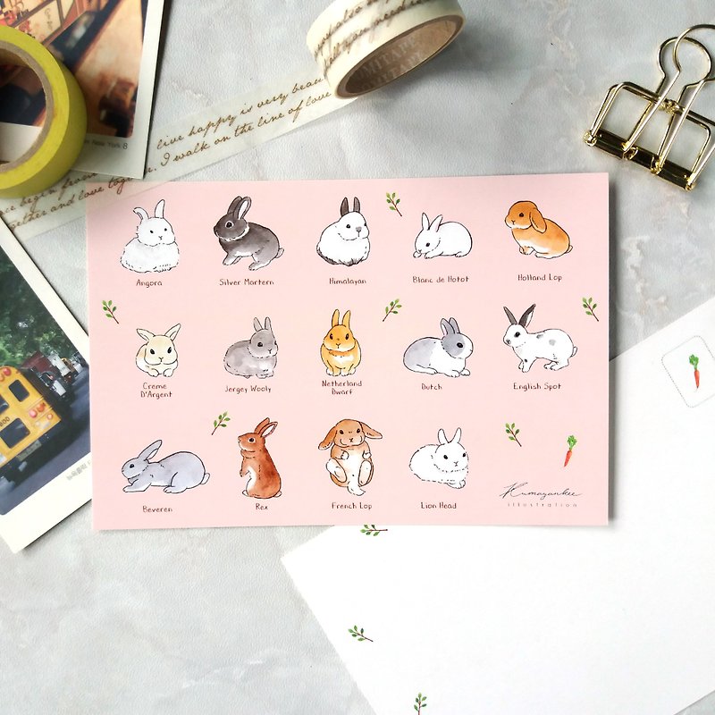 兔兔品种明信片 - 卡片/明信片 - 纸 粉红色