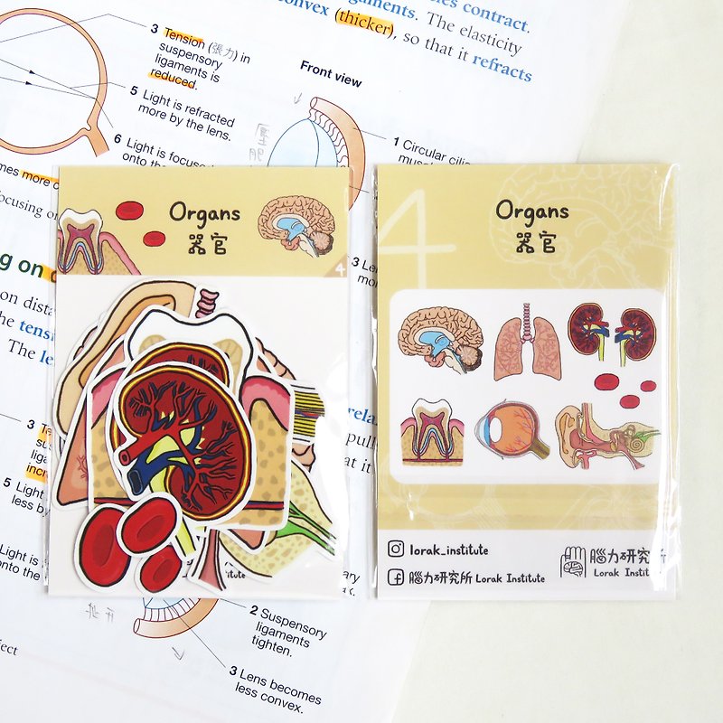 器官 内脏贴纸组 (I) / 10个入 / 大脑 肺部 耳朵 肾 牙齿 眼晴 - 贴纸 - 塑料 