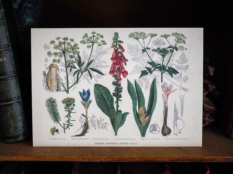 1900年英国植物/蕈菇类图鉴系列 复刻版明信片 D款 - 卡片/明信片 - 纸 