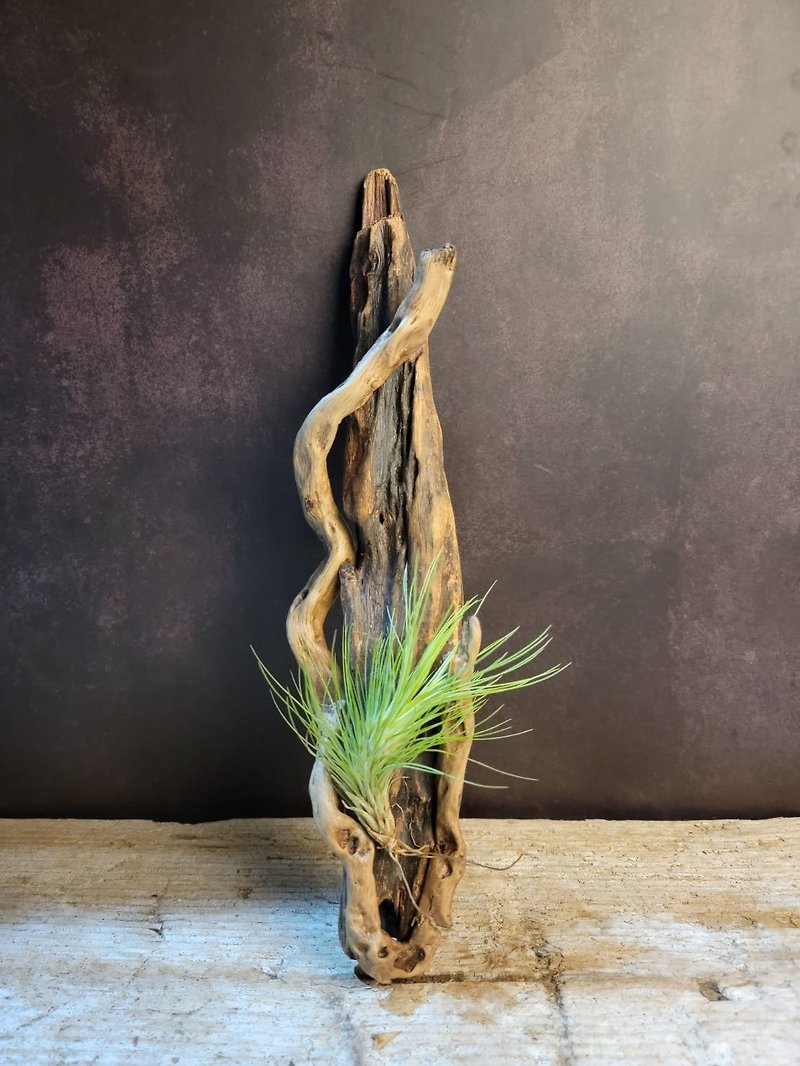 漂流木 | 植栽摆饰  |  Driftwood Art |  MU23100503 - 植栽/盆栽 - 木头 