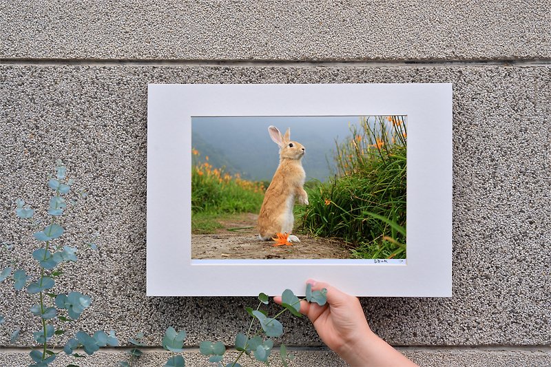 限量兔子摄影艺术原作 - 望幽 - 摆饰 - 纸 橘色