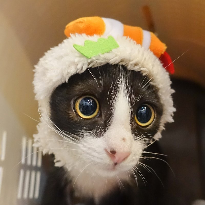 虾寿司宠物猫狗帽子头套*S号 - 衣/帽 - 聚酯纤维 白色