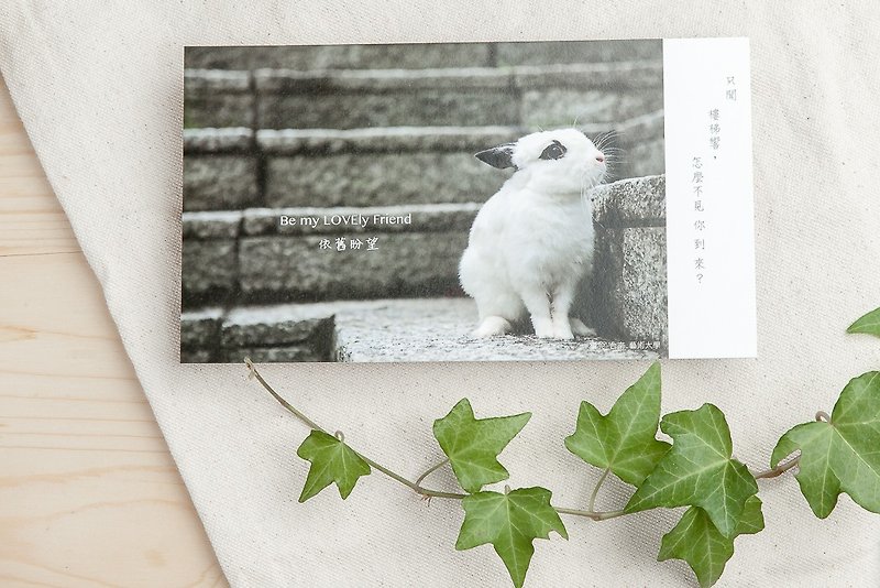 兔子摄影插画明信片 - 依旧盼望 - 卡片/明信片 - 纸 灰色