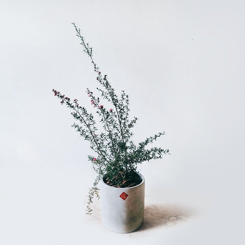 松红梅 - 植栽/盆栽 - 植物．花 灰色