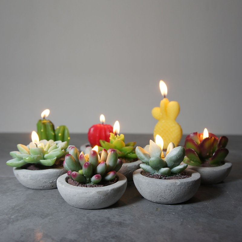 植物盆栽蜡烛含驱蚊油摆设套装 - 蜡烛/烛台 - 水泥 多色