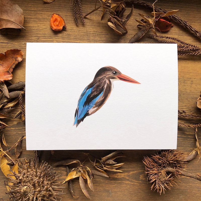 鸟鸟系列 白胸翡翠鸟 明信片 - 卡片/明信片 - 纸 咖啡色