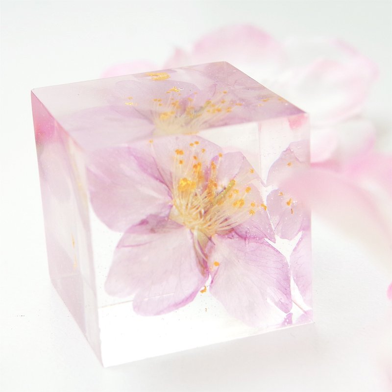 新上架・当季日本河津樱花标本方块・纯樱系列・情人节生日 - 其他 - 植物．花 粉红色