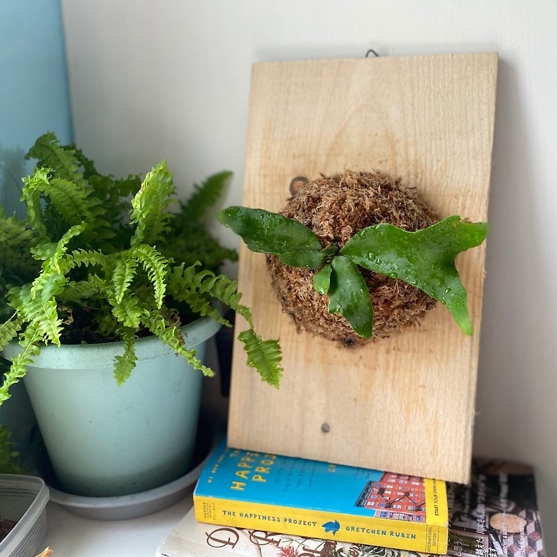 【材料包】 DIY鹿角蕨上板包/ 有教学影片 - 植栽 - 植物．花 绿色