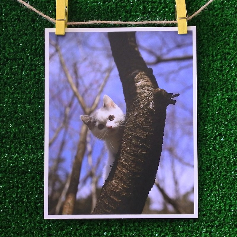 3猫小铺猫咪写真明信片(摄影:猫夫人) – 好奇 - 卡片/明信片 - 纸 