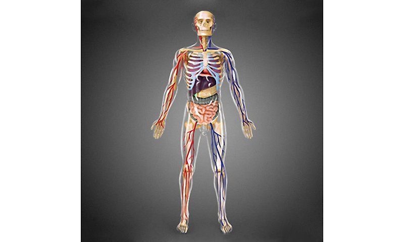 赛先生科学工厂 4D立体模型-4D透明人体解剖模型 - 玩偶/公仔 - 塑料 