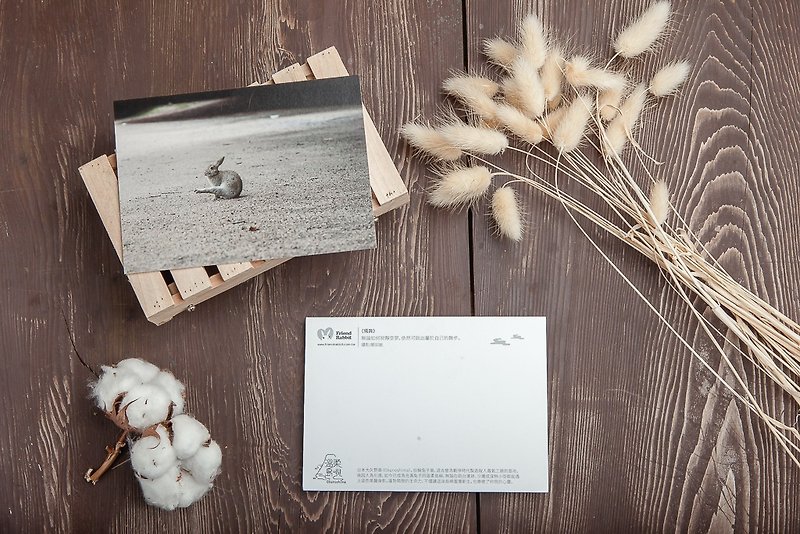 兔子摄影明信片- 独舞 - 卡片/明信片 - 纸 灰色