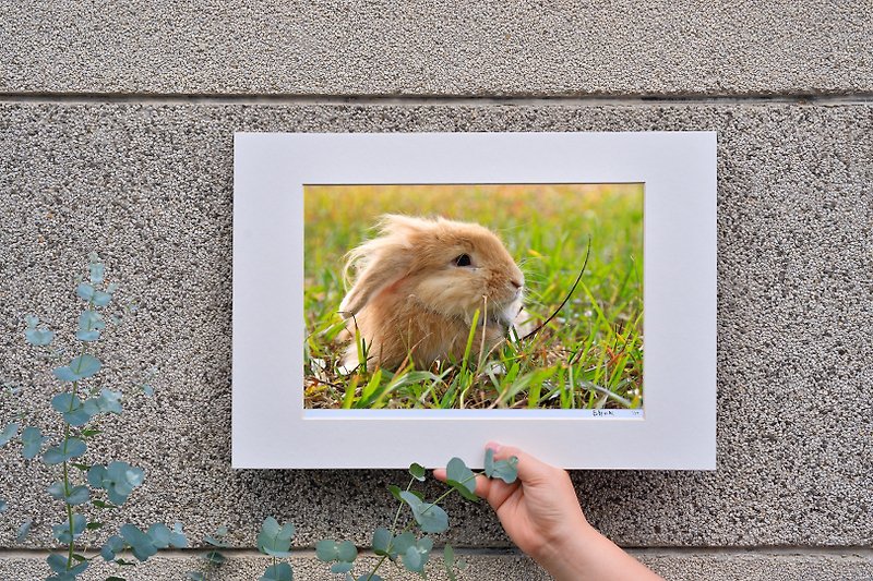 限量兔子摄影艺术原作 - 念想 - 摆饰 - 纸 橘色