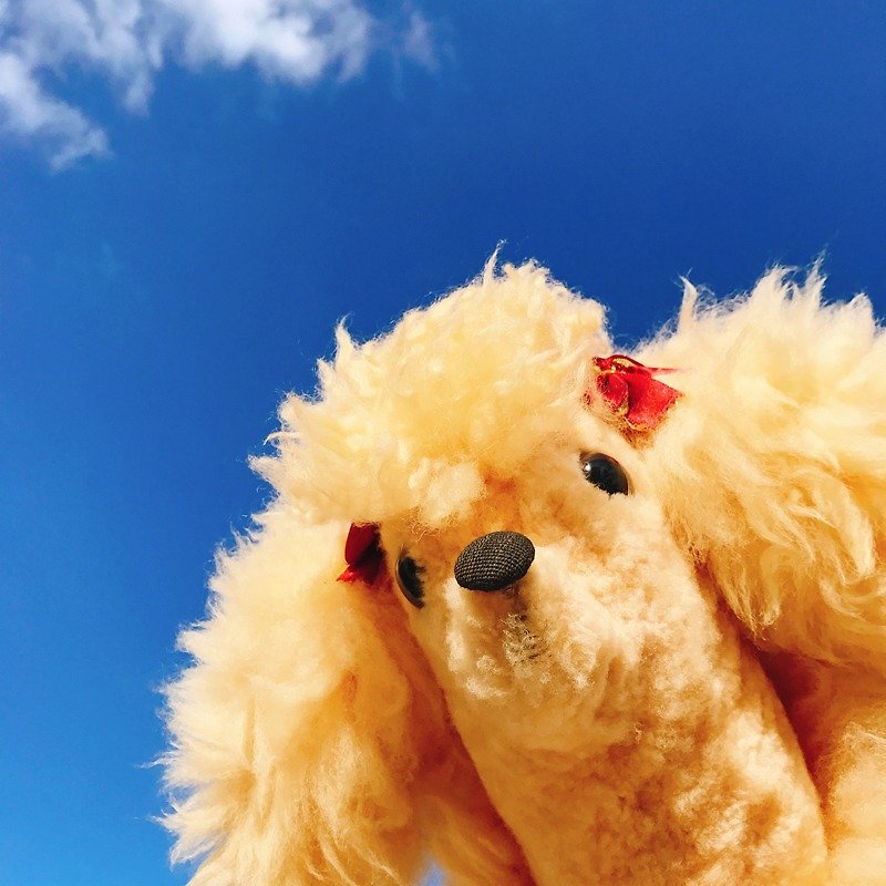 澳洲进口手工纯羊毛暖黄色贵宾狗 | 玩偶 摆饰 老件 稀有 - 摆饰 - 羊毛 橘色