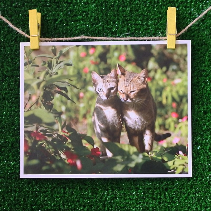 3猫小铺猫咪写真明信片(摄影:猫夫人) – 相守 - 卡片/明信片 - 纸 