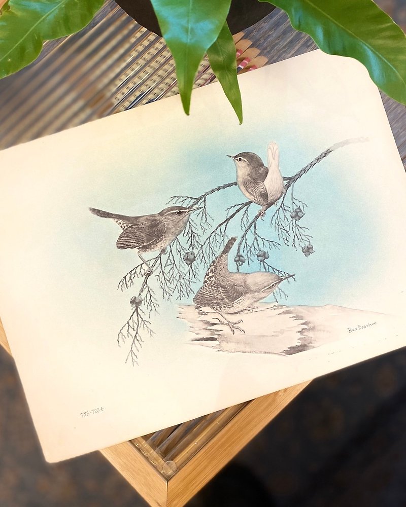 美国鸟类画家Rex Brasher-北美鸟类与树木-1931年手工上色胶版画 - 海报/装饰画/版画 - 纸 蓝色