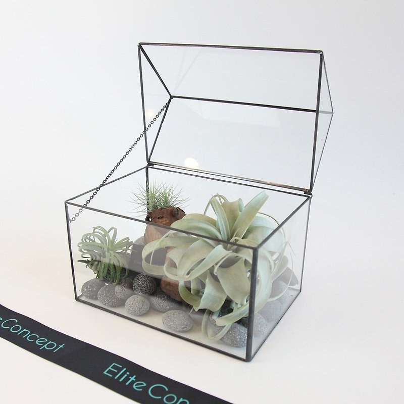空气凤梨玻璃屋 /桌上盆栽 - 植栽/盆栽 - 植物．花 绿色